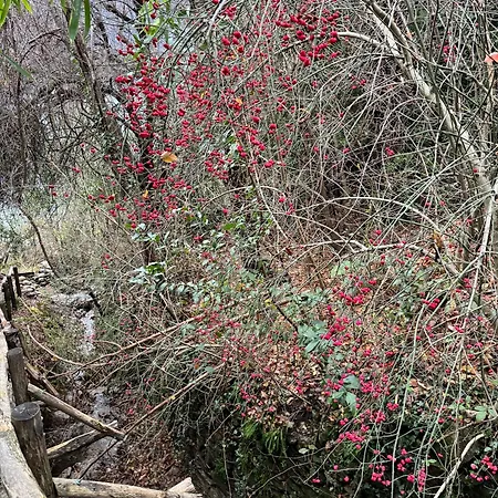 公寓 Oro, 8 贝拉诺